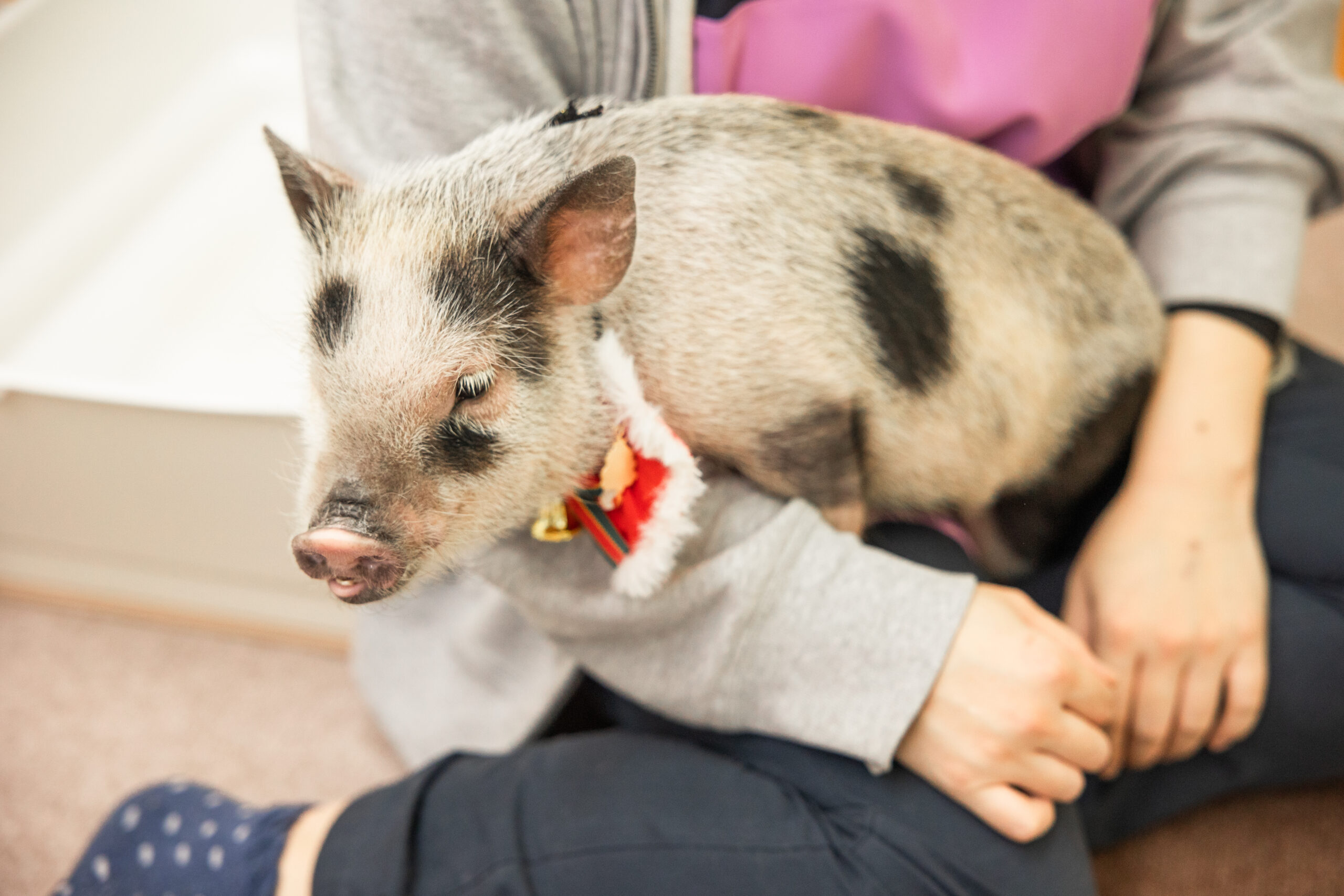マイクロブタ - 武蔵国どうぶつ医療センター(旧たぐち動物病院）｜埼玉 ...