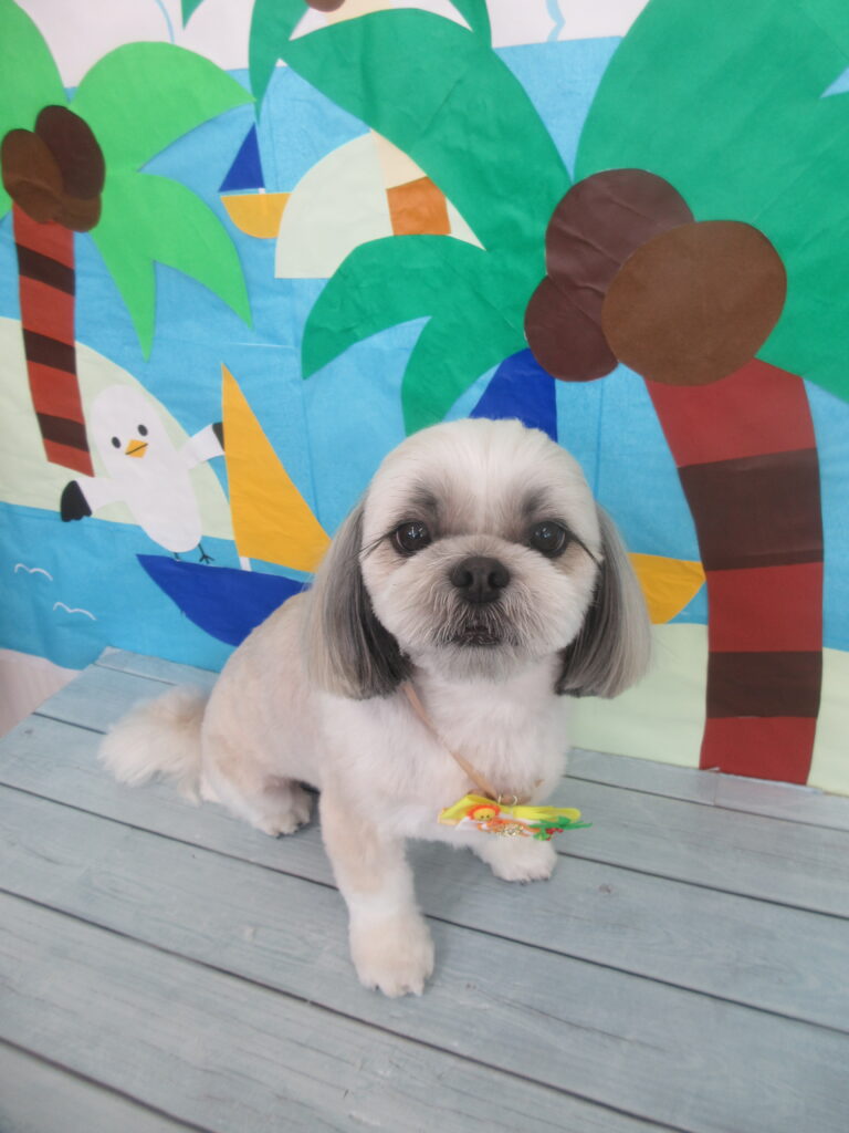 20250805-2_トリミングサロン - 武蔵国どうぶつ医療センター(旧たぐち動物病院）｜埼玉県久喜市・蓮田市・白岡市・幸手市・加須市・杉戸町・宮代町・上尾市・桶川市・北本市・鴻巣市・伊奈町・春日部市・さいたま市エリア