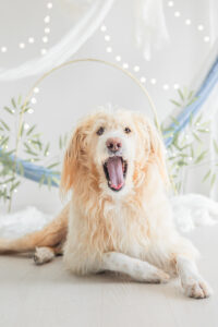 紀州犬｜犬猫うさぎ専門動物病院｜埼玉県久喜市・蓮田市・白岡市・幸手市・加須市・杉戸町・宮代町・上尾市・桶川市・北本市・鴻巣市・伊奈町・春日部市・さいたま市エリア | 埼玉県久喜市・蓮田市・白岡市・幸手市・加須市・杉戸町・宮代町・上尾市・桶川市・北本市・鴻巣市・伊奈町・春日部市・さいたま市エリア