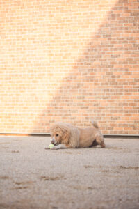ドッグラン｜犬猫うさぎ専門動物病院｜埼玉県久喜市・蓮田市・白岡市・幸手市・加須市・杉戸町・宮代町・上尾市・桶川市・北本市・鴻巣市・伊奈町・春日部市・さいたま市エリア | 埼玉県久喜市・蓮田市・白岡市・幸手市・加須市・杉戸町・宮代町・上尾市・桶川市・北本市・鴻巣市・伊奈町・春日部市・さいたま市エリア