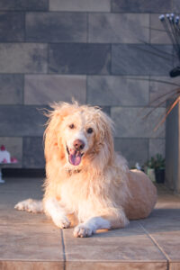 誕生日｜犬猫うさぎ専門動物病院｜埼玉県久喜市・蓮田市・白岡市・幸手市・加須市・杉戸町・宮代町・上尾市・桶川市・北本市・鴻巣市・伊奈町・春日部市・さいたま市エリア | 埼玉県久喜市・蓮田市・白岡市・幸手市・加須市・杉戸町・宮代町・上尾市・桶川市・北本市・鴻巣市・伊奈町・春日部市・さいたま市エリア