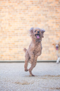 多頭飼い｜犬猫うさぎ専門動物病院｜埼玉県久喜市・蓮田市・白岡市・幸手市・加須市・杉戸町・宮代町・上尾市・桶川市・北本市・鴻巣市・伊奈町・春日部市・さいたま市エリア | 埼玉県久喜市・蓮田市・白岡市・幸手市・加須市・杉戸町・宮代町・上尾市・桶川市・北本市・鴻巣市・伊奈町・春日部市・さいたま市エリア
