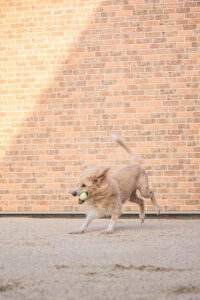 おもちゃ｜犬猫うさぎ専門動物病院｜埼玉県久喜市・蓮田市・白岡市・幸手市・加須市・杉戸町・宮代町・上尾市・桶川市・北本市・鴻巣市・伊奈町・春日部市・さいたま市エリア | 埼玉県久喜市・蓮田市・白岡市・幸手市・加須市・杉戸町・宮代町・上尾市・桶川市・北本市・鴻巣市・伊奈町・春日部市・さいたま市エリア