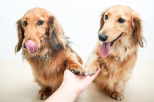 フィラリア薬｜犬猫うさぎ専門動物病院｜埼玉県久喜市・蓮田市・白岡市・幸手市・加須市・杉戸町・宮代町・上尾市・桶川市・北本市・鴻巣市・伊奈町・春日部市・さいたま市エリア | 埼玉県久喜市・蓮田市・白岡市・幸手市・加須市・杉戸町・宮代町・上尾市・桶川市・北本市・鴻巣市・伊奈町・春日部市・さいたま市エリア