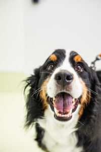 誕生日｜犬猫うさぎ専門動物病院｜埼玉県久喜市・蓮田市・白岡市・幸手市・加須市・杉戸町・宮代町・上尾市・桶川市・北本市・鴻巣市・伊奈町・春日部市・さいたま市エリア | 埼玉県久喜市・蓮田市・白岡市・幸手市・加須市・杉戸町・宮代町・上尾市・桶川市・北本市・鴻巣市・伊奈町・春日部市・さいたま市エリア