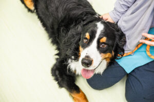 バーニーズ・マウンテン・ドッグ｜犬猫うさぎ専門動物病院｜埼玉県久喜市・蓮田市・白岡市・幸手市・加須市・杉戸町・宮代町・上尾市・桶川市・北本市・鴻巣市・伊奈町・春日部市・さいたま市エリア | 埼玉県久喜市・蓮田市・白岡市・幸手市・加須市・杉戸町・宮代町・上尾市・桶川市・北本市・鴻巣市・伊奈町・春日部市・さいたま市エリア