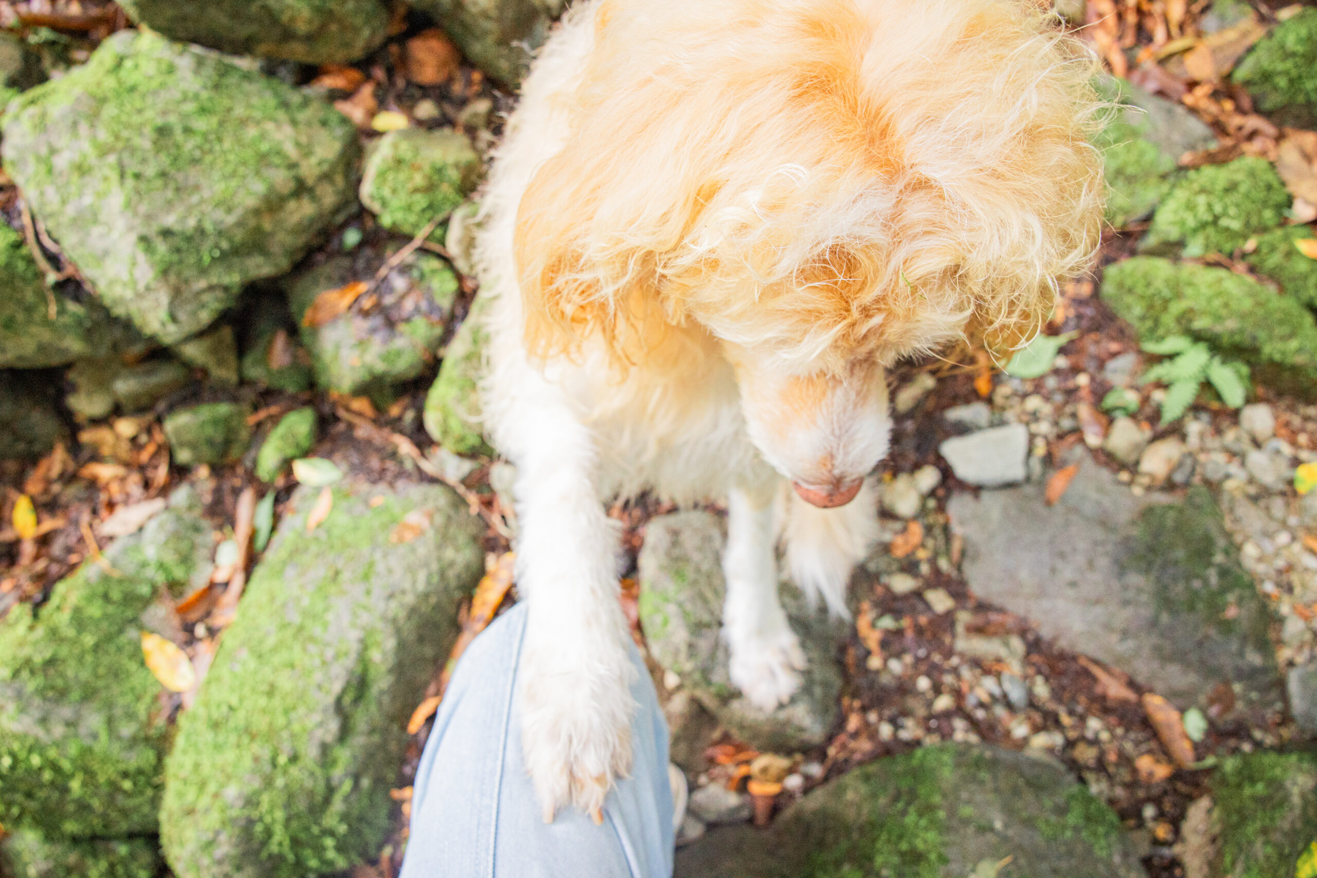 暑い|犬猫うさぎ専門動物病院|埼玉県久喜市・蓮田市・白岡市・幸手市・加須市・杉戸町・宮代町・上尾市・桶川市・北本市・鴻巣市・伊奈町・春日部市・さいたま市エリア | 埼玉県久喜市・蓮田市・白岡市・幸手市・加須市・杉戸町・宮代町・上尾市・桶川市・北本市・鴻巣市・伊奈町・春日部市・さいたま市エリア