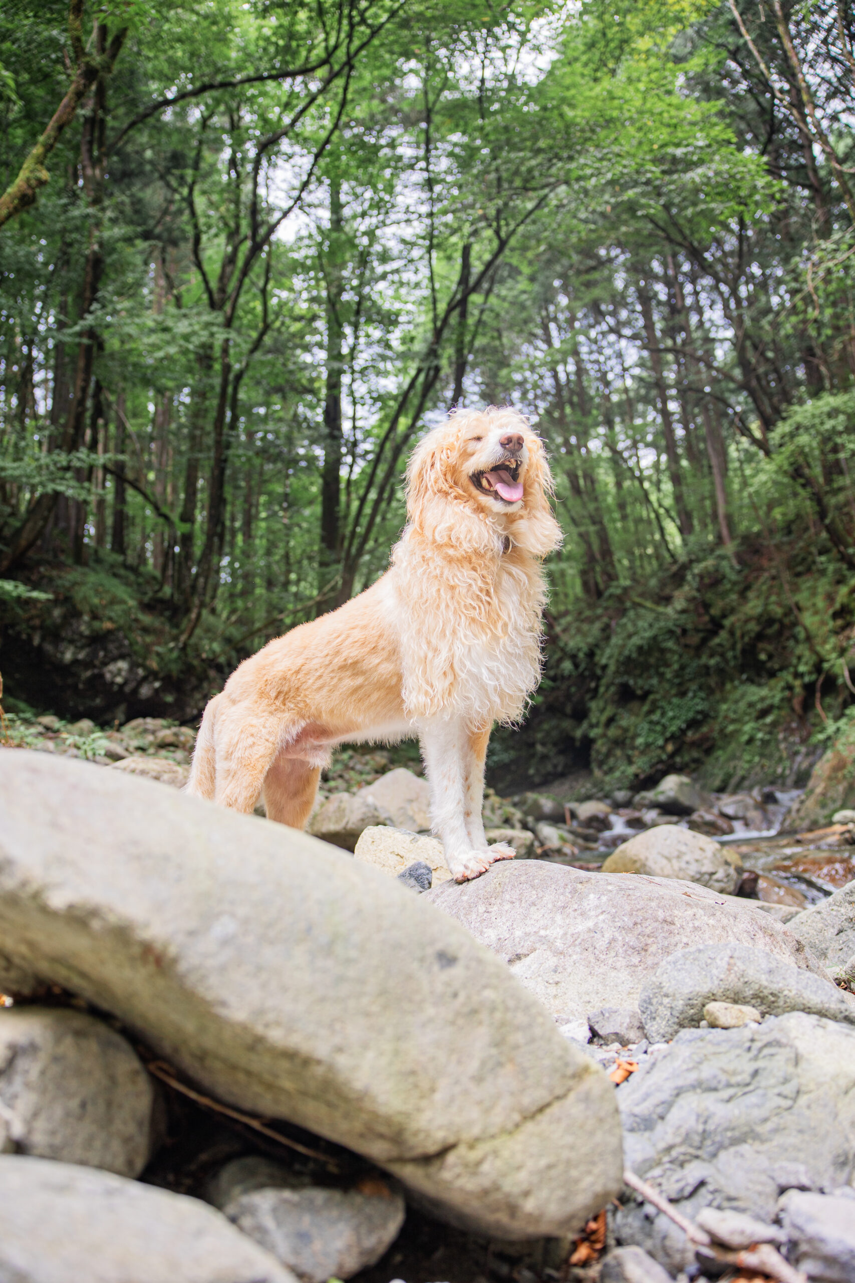 夏|犬猫うさぎ専門動物病院|埼玉県久喜市・蓮田市・白岡市・幸手市・加須市・杉戸町・宮代町・上尾市・桶川市・北本市・鴻巣市・伊奈町・春日部市・さいたま市エリア | 埼玉県久喜市・蓮田市・白岡市・幸手市・加須市・杉戸町・宮代町・上尾市・桶川市・北本市・鴻巣市・伊奈町・春日部市・さいたま市エリア