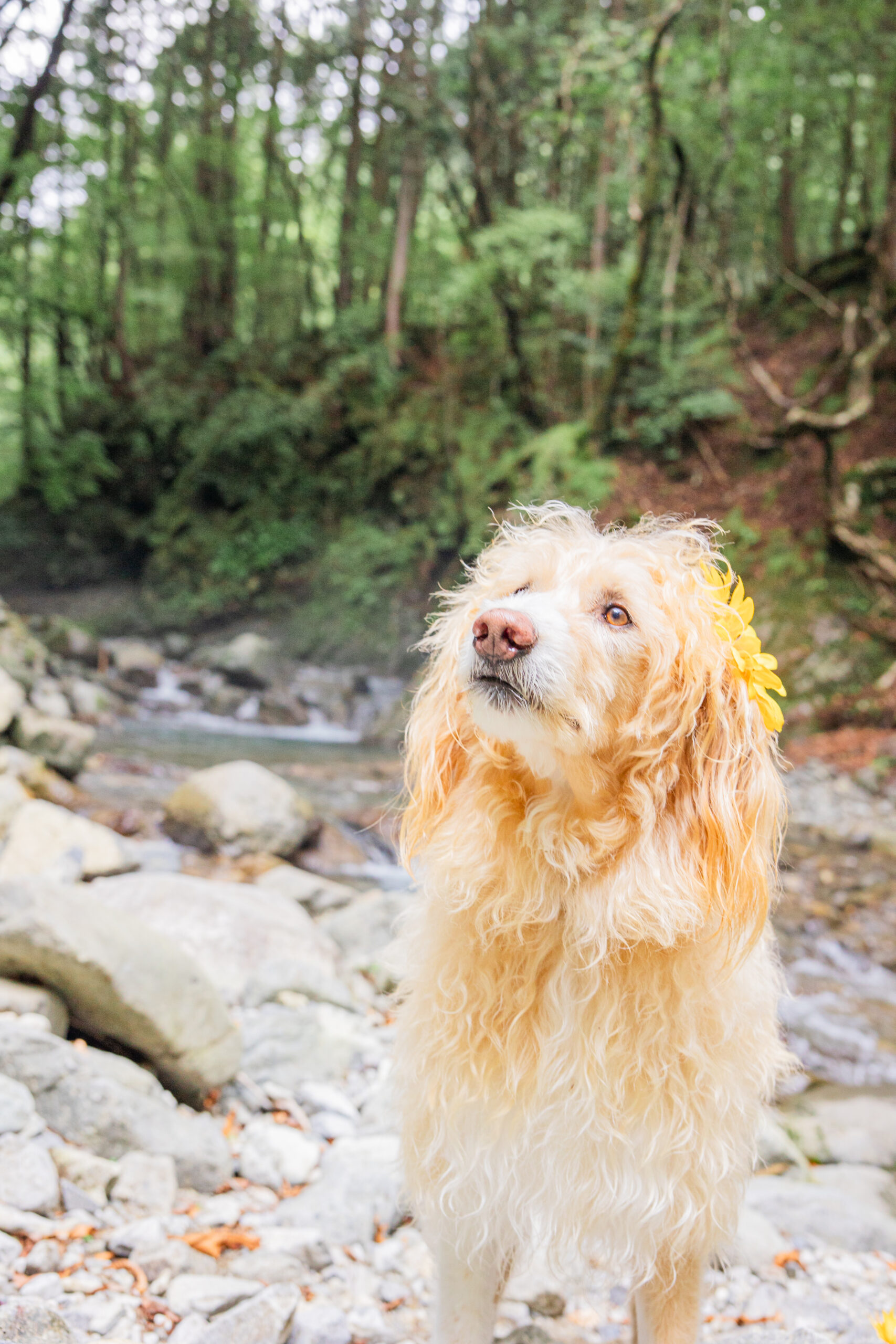 マイナスイオン|犬猫うさぎ専門動物病院|埼玉県久喜市・蓮田市・白岡市・幸手市・加須市・杉戸町・宮代町・上尾市・桶川市・北本市・鴻巣市・伊奈町・春日部市・さいたま市エリア | 埼玉県久喜市・蓮田市・白岡市・幸手市・加須市・杉戸町・宮代町・上尾市・桶川市・北本市・鴻巣市・伊奈町・春日部市・さいたま市エリア