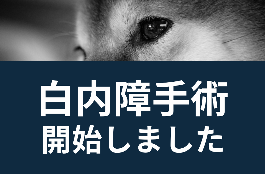 白内障手術～武蔵国どうぶつ医療センター(旧たぐち動物病院）｜埼玉県久喜市・蓮田市・白岡市・幸手市・加須市・杉戸町・宮代町・上尾市・桶川市・北本市・鴻巣市・伊奈町・春日部市・さいたま市エリア