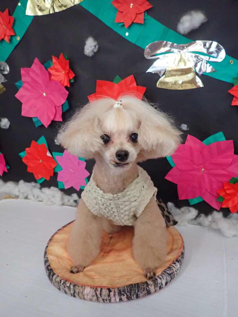 トリミングギャラリー_20251230-1_武蔵国どうぶつ医療センター