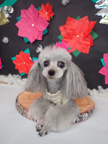 トリミングギャラリー20251230-2_武蔵国どうぶつ医療センター