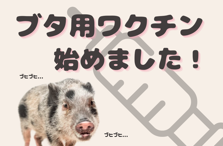 ブタ用ワクチン