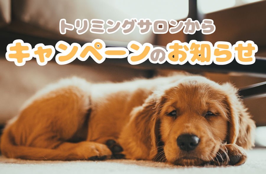 トリミングキャンペーンのお知らせ