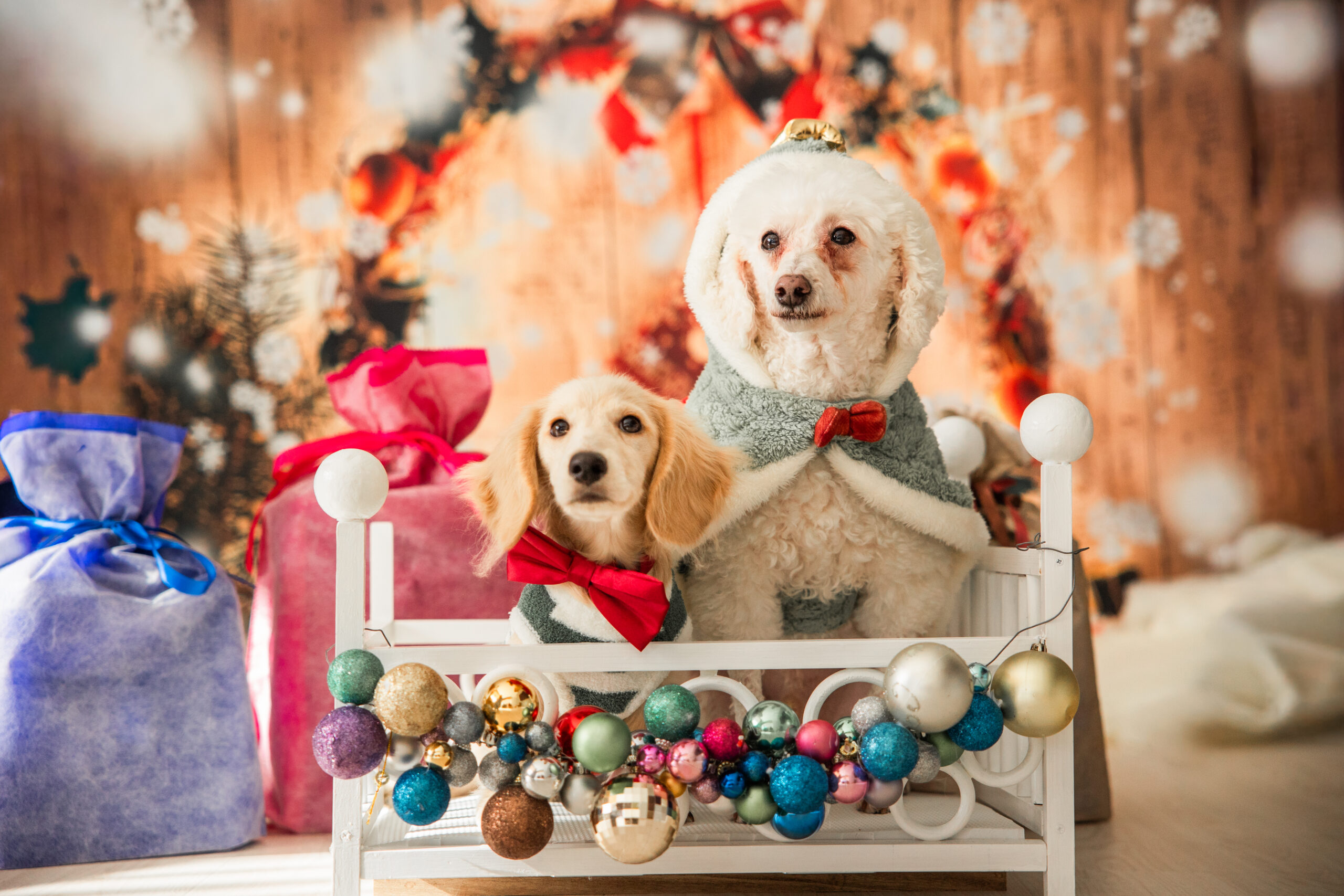 写真|クリスマス|犬猫うさぎ専門動物病院|埼玉県久喜市・蓮田市・白岡市・幸手市・加須市・杉戸町・宮代町・上尾市・桶川市・北本市・鴻巣市・伊奈町・春日部市・さいたま市エリア | 埼玉県久喜市・蓮田市・白岡市・幸手市・加須市・杉戸町・宮代町・上尾市・桶川市・北本市・鴻巣市・伊奈町・春日部市・さいたま市エリア