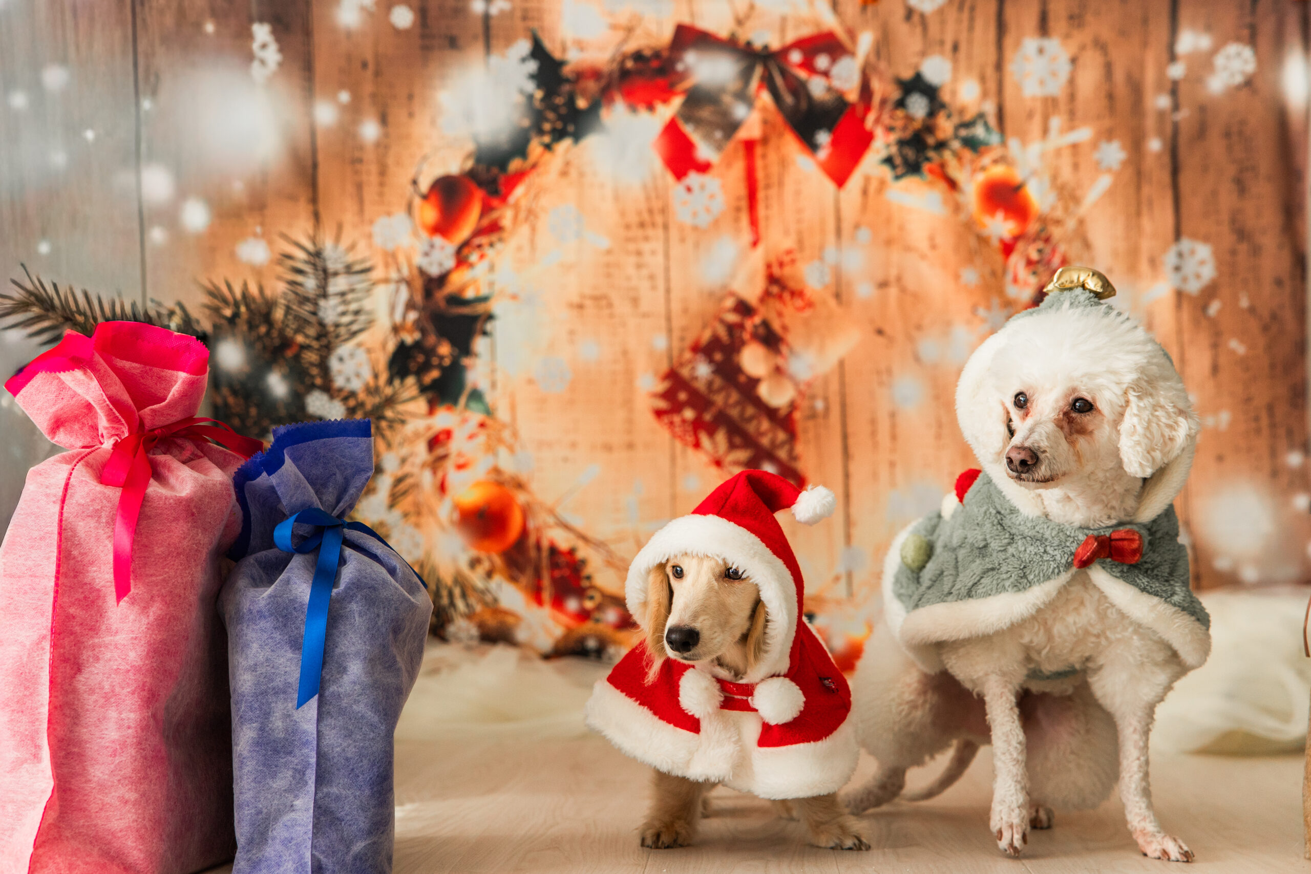クリスマス|犬猫うさぎ専門動物病院|埼玉県久喜市・蓮田市・白岡市・幸手市・加須市・杉戸町・宮代町・上尾市・桶川市・北本市・鴻巣市・伊奈町・春日部市・さいたま市エリア | 埼玉県久喜市・蓮田市・白岡市・幸手市・加須市・杉戸町・宮代町・上尾市・桶川市・北本市・鴻巣市・伊奈町・春日部市・さいたま市エリア