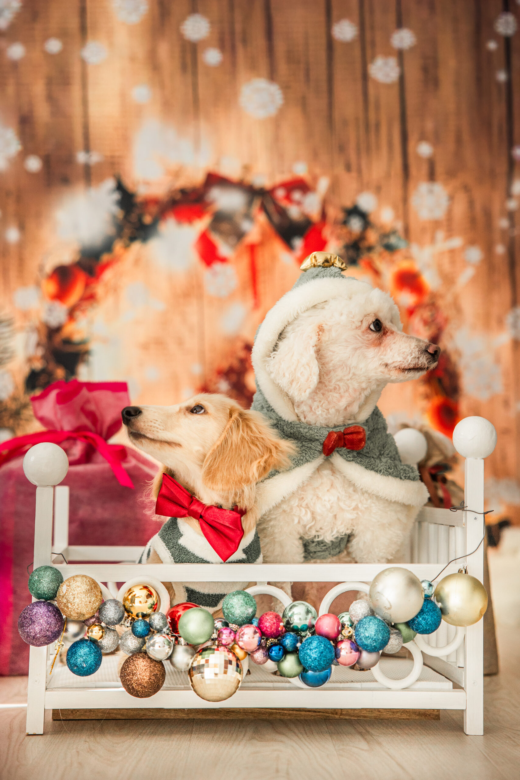 年末|クリスマス|犬猫うさぎ専門動物病院|埼玉県久喜市・蓮田市・白岡市・幸手市・加須市・杉戸町・宮代町・上尾市・桶川市・北本市・鴻巣市・伊奈町・春日部市・さいたま市エリア | 埼玉県久喜市・蓮田市・白岡市・幸手市・加須市・杉戸町・宮代町・上尾市・桶川市・北本市・鴻巣市・伊奈町・春日部市・さいたま市エリア