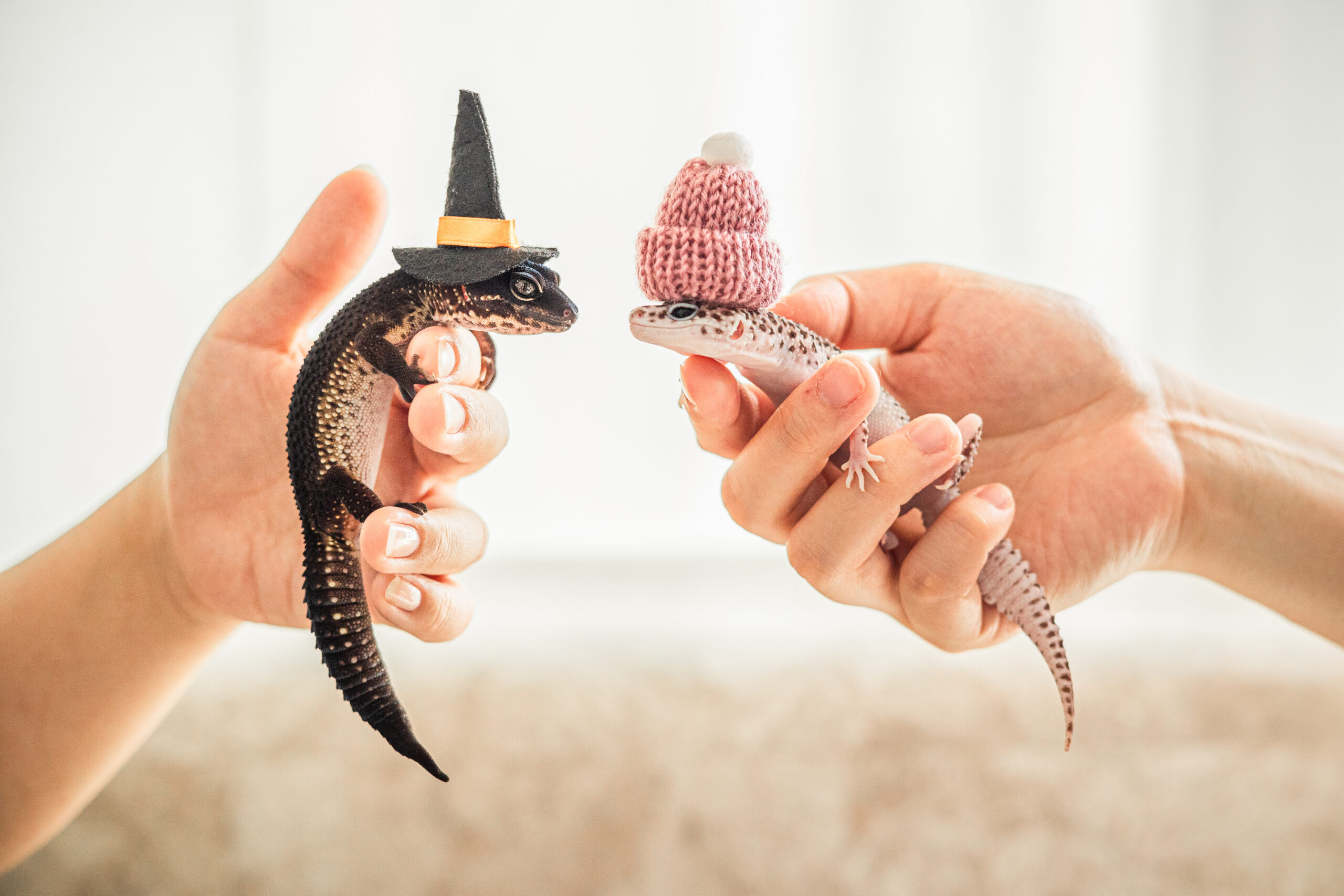 レオパードゲッコー｜犬猫うさぎ専門動物病院｜埼玉県久喜市・蓮田市・白岡市・幸手市・加須市・杉戸町・宮代町・上尾市・桶川市・北本市・鴻巣市・伊奈町・春日部市・さいたま市エリア | 埼玉県久喜市・蓮田市・白岡市・幸手市・加須市・杉戸町・宮代町・上尾市・桶川市・北本市・鴻巣市・伊奈町・春日部市・さいたま市エリア