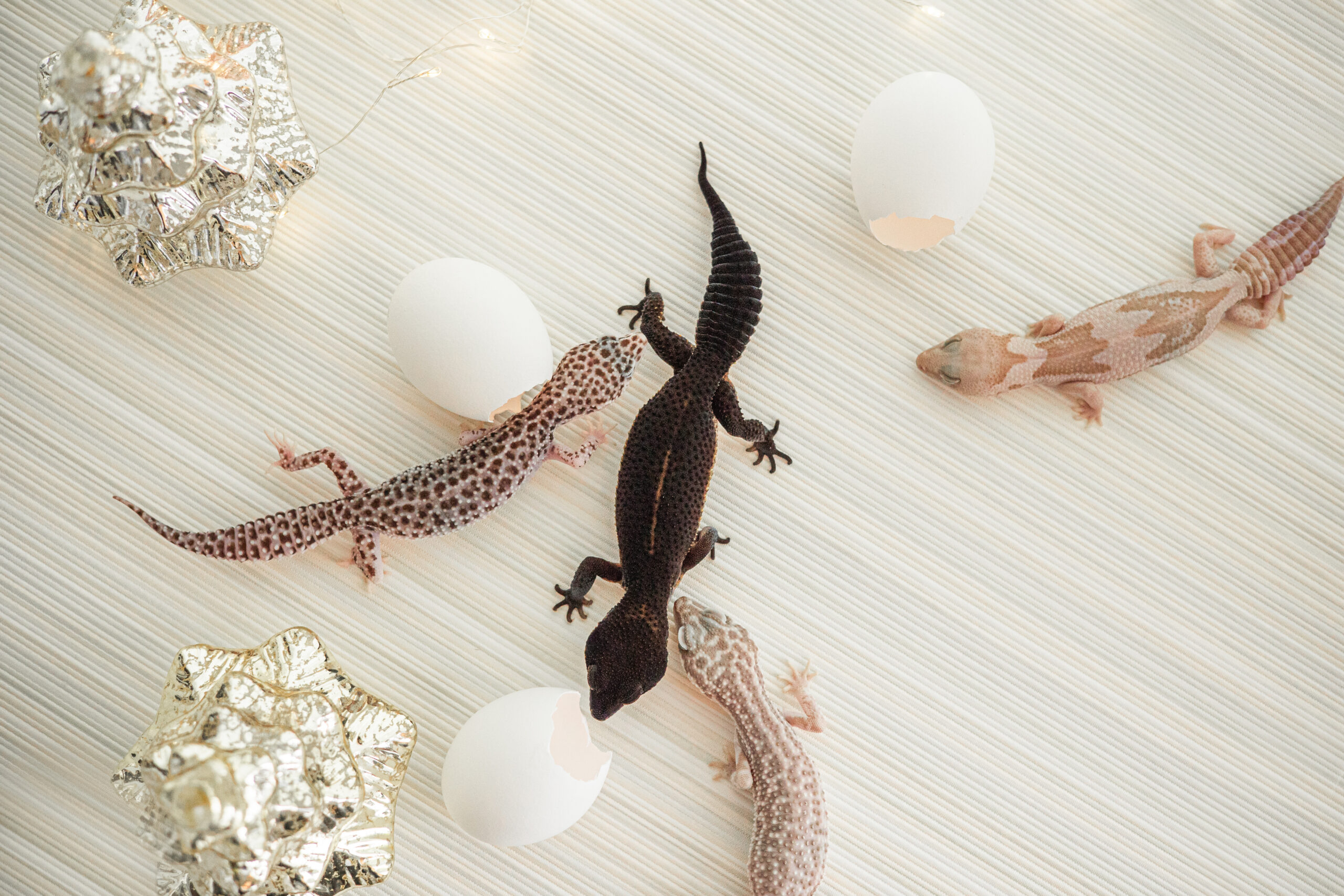 ヤモリ｜レオパードゲッコー｜犬猫うさぎ専門動物病院｜埼玉県久喜市・蓮田市・白岡市・幸手市・加須市・杉戸町・宮代町・上尾市・桶川市・北本市・鴻巣市・伊奈町・春日部市・さいたま市エリア | 埼玉県久喜市・蓮田市・白岡市・幸手市・加須市・杉戸町・宮代町・上尾市・桶川市・北本市・鴻巣市・伊奈町・春日部市・さいたま市エリア