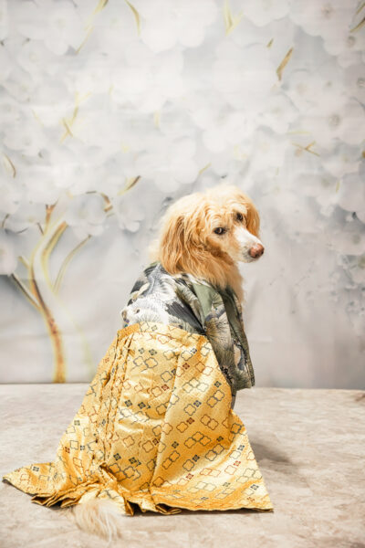 秋｜犬猫うさぎ専門動物病院｜埼玉県久喜市・蓮田市・白岡市・幸手市・加須市・杉戸町・宮代町・上尾市・桶川市・北本市・鴻巣市・伊奈町・春日部市・さいたま市エリア | 埼玉県久喜市・蓮田市・白岡市・幸手市・加須市・杉戸町・宮代町・上尾市・桶川市・北本市・鴻巣市・伊奈町・春日部市・さいたま市エリア