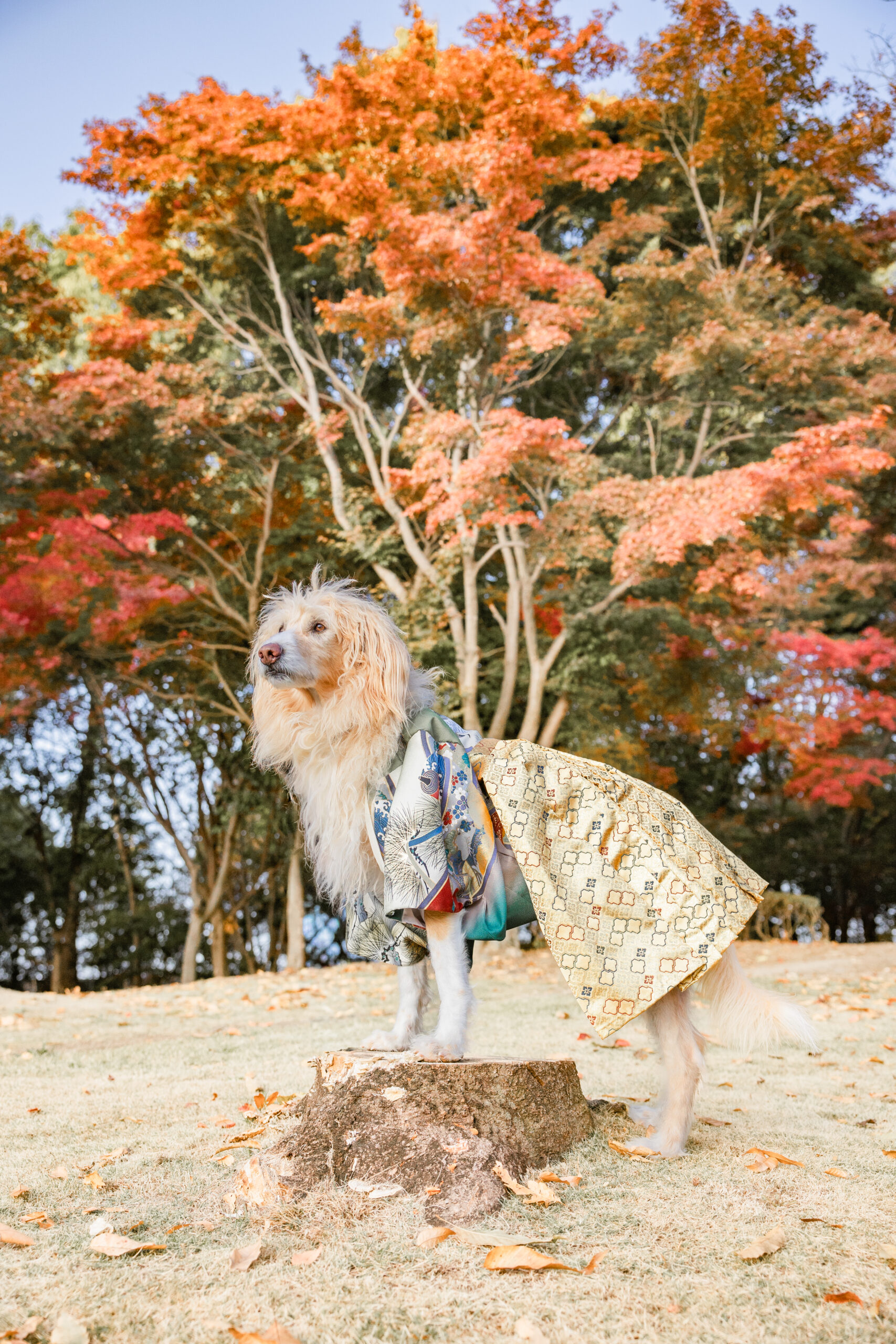 七五三｜犬猫うさぎ専門動物病院｜埼玉県久喜市・蓮田市・白岡市・幸手市・加須市・杉戸町・宮代町・上尾市・桶川市・北本市・鴻巣市・伊奈町・春日部市・さいたま市エリア | 埼玉県久喜市・蓮田市・白岡市・幸手市・加須市・杉戸町・宮代町・上尾市・桶川市・北本市・鴻巣市・伊奈町・春日部市・さいたま市エリア