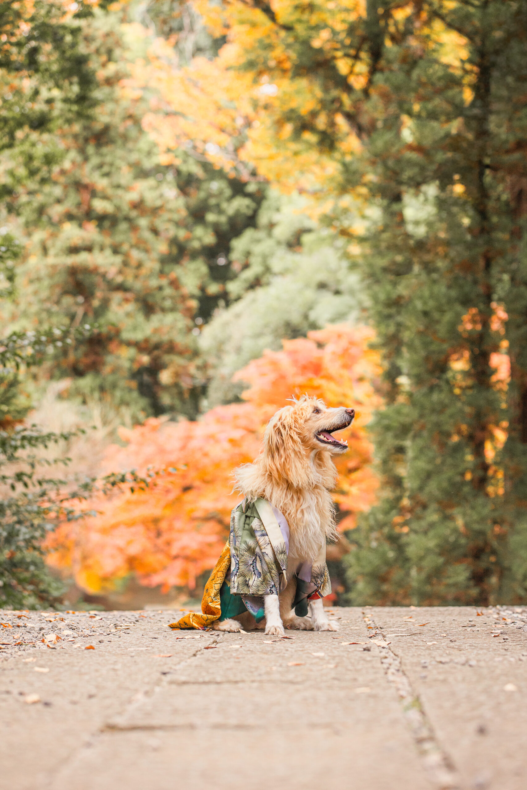 バジル｜犬猫うさぎ専門動物病院｜埼玉県久喜市・蓮田市・白岡市・幸手市・加須市・杉戸町・宮代町・上尾市・桶川市・北本市・鴻巣市・伊奈町・春日部市・さいたま市エリア | 埼玉県久喜市・蓮田市・白岡市・幸手市・加須市・杉戸町・宮代町・上尾市・桶川市・北本市・鴻巣市・伊奈町・春日部市・さいたま市エリア