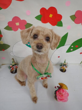 20260113トリミングイメージ_武蔵国どうぶつ医療センター(旧たぐち動物病院）｜埼玉県久喜市・蓮田市・白岡市・幸手市・加須市・杉戸町・宮代町・上尾市・桶川市・北本市・鴻巣市・伊奈町・春日部市・さいたま市エリア