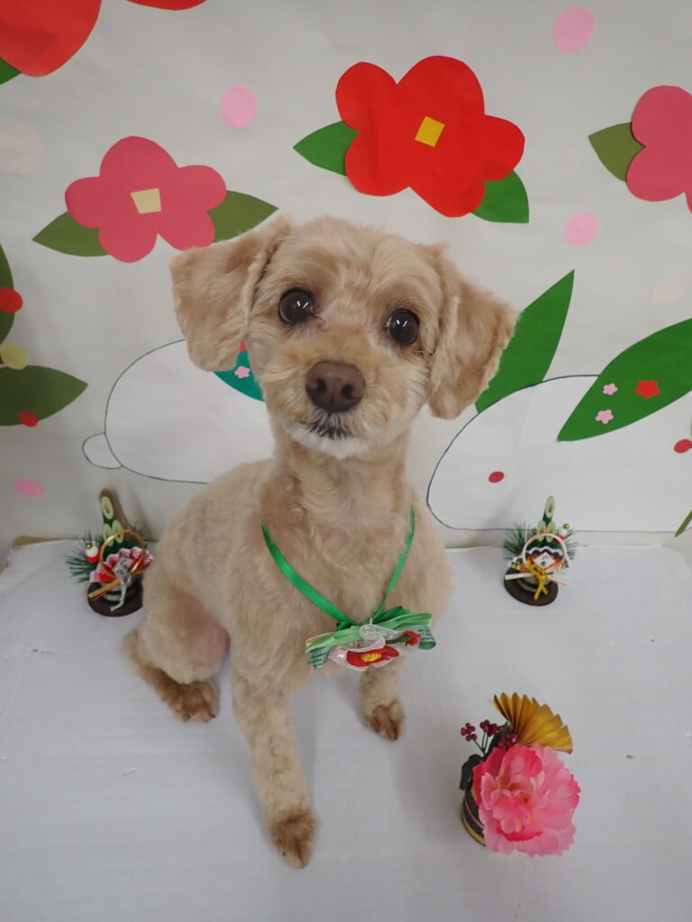 20260113トリミングイメージ_武蔵国どうぶつ医療センター(旧たぐち動物病院）｜埼玉県久喜市・蓮田市・白岡市・幸手市・加須市・杉戸町・宮代町・上尾市・桶川市・北本市・鴻巣市・伊奈町・春日部市・さいたま市エリア