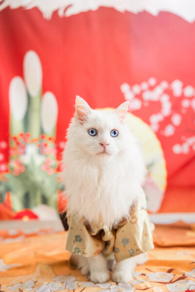 ライチ｜新年｜犬猫うさぎ専門動物病院｜埼玉県久喜市・蓮田市・白岡市・幸手市・加須市・杉戸町・宮代町・上尾市・桶川市・北本市・鴻巣市・伊奈町・春日部市・さいたま市エリア | 埼玉県久喜市・蓮田市・白岡市・幸手市・加須市・杉戸町・宮代町・上尾市・桶川市・北本市・鴻巣市・伊奈町・春日部市・さいたま市エリア