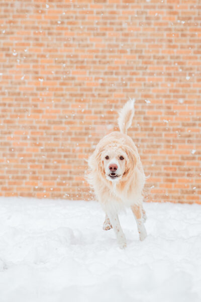 バジル｜犬猫うさぎ専門動物病院｜埼玉県久喜市・蓮田市・白岡市・幸手市・加須市・杉戸町・宮代町・上尾市・桶川市・北本市・鴻巣市・伊奈町・春日部市・さいたま市エリア | 埼玉県久喜市・蓮田市・白岡市・幸手市・加須市・杉戸町・宮代町・上尾市・桶川市・北本市・鴻巣市・伊奈町・春日部市・さいたま市エリア