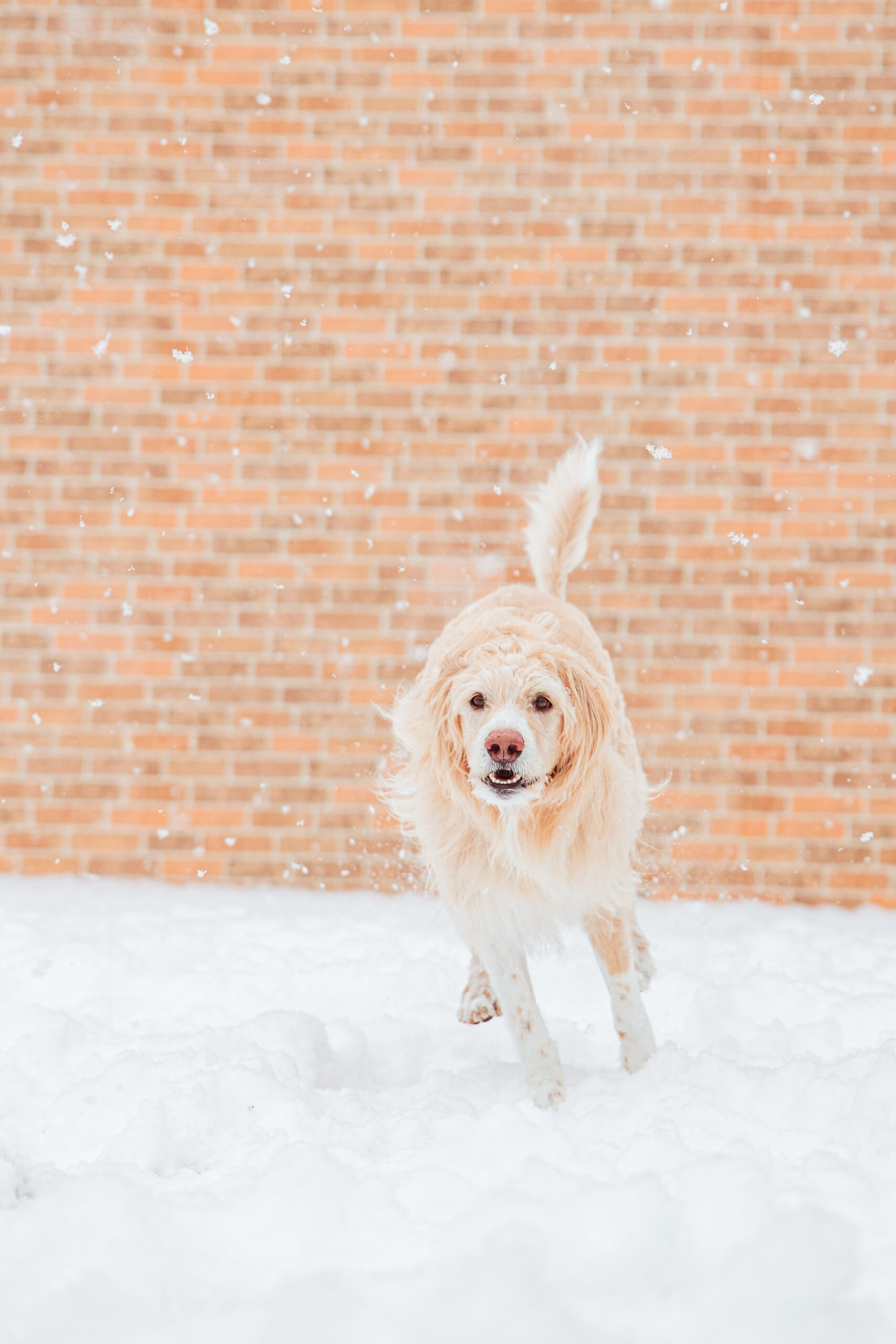 バジル｜犬猫うさぎ専門動物病院｜埼玉県久喜市・蓮田市・白岡市・幸手市・加須市・杉戸町・宮代町・上尾市・桶川市・北本市・鴻巣市・伊奈町・春日部市・さいたま市エリア | 埼玉県久喜市・蓮田市・白岡市・幸手市・加須市・杉戸町・宮代町・上尾市・桶川市・北本市・鴻巣市・伊奈町・春日部市・さいたま市エリア