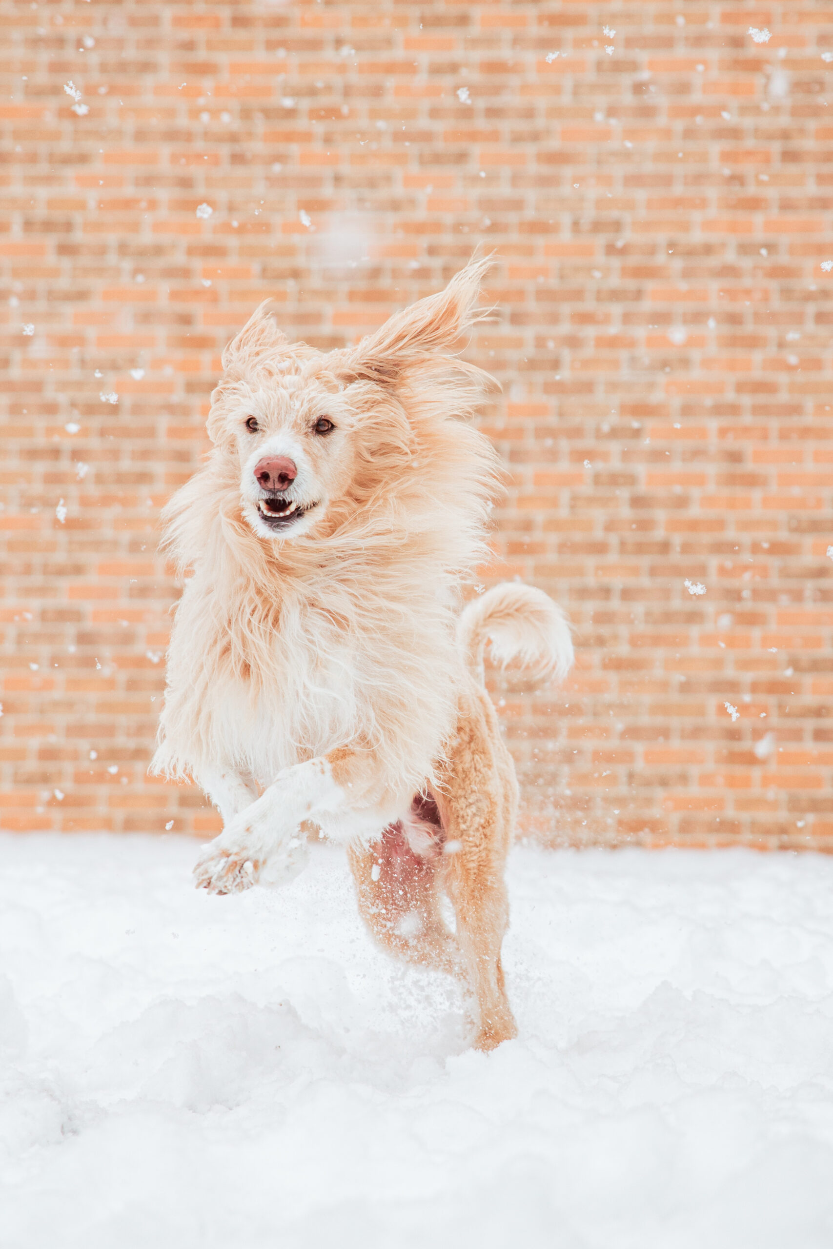 雪｜犬猫うさぎ専門動物病院｜埼玉県久喜市・蓮田市・白岡市・幸手市・加須市・杉戸町・宮代町・上尾市・桶川市・北本市・鴻巣市・伊奈町・春日部市・さいたま市エリア | 埼玉県久喜市・蓮田市・白岡市・幸手市・加須市・杉戸町・宮代町・上尾市・桶川市・北本市・鴻巣市・伊奈町・春日部市・さいたま市エリア