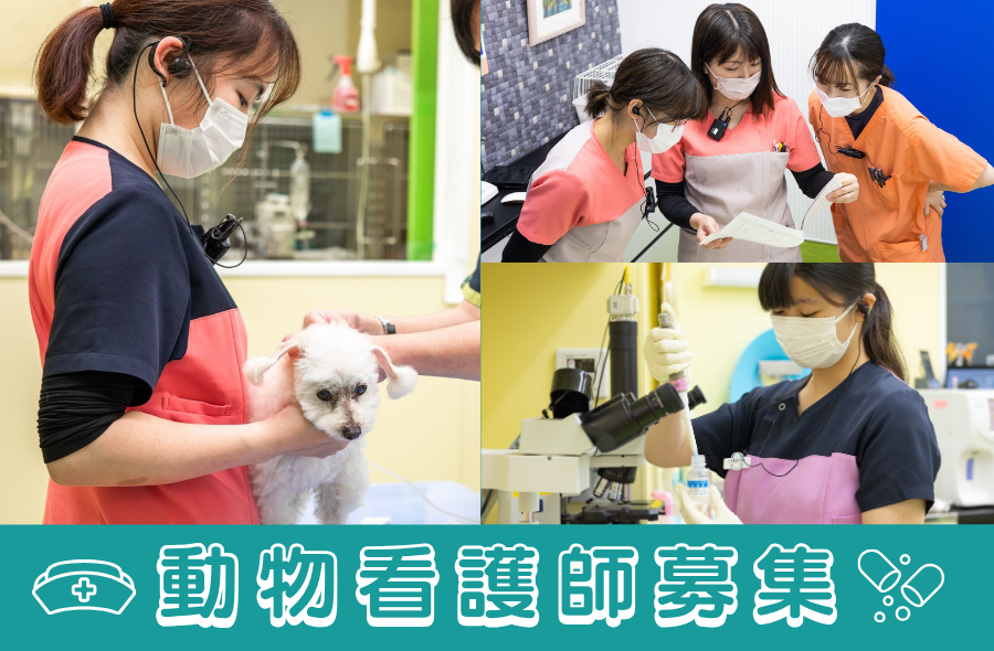 愛玩動物看護師募集｜2027年4月新卒入社募集！！ - 武蔵国どうぶつ医療センター(旧たぐち動物病院）｜埼玉県久喜市・蓮田市・白岡市・幸手市・加須市・杉戸町・宮代町・上尾市・桶川市・北本市・鴻巣市・伊奈町・春日部市・さいたま市エリア