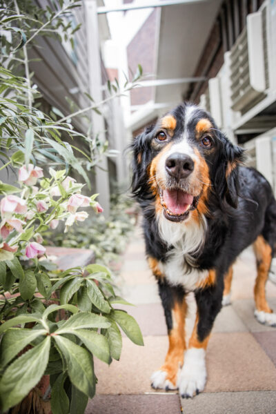 クリスマスローズ｜犬猫うさぎ専門動物病院｜埼玉県久喜市・蓮田市・白岡市・幸手市・加須市・杉戸町・宮代町・上尾市・桶川市・北本市・鴻巣市・伊奈町・春日部市・さいたま市エリア