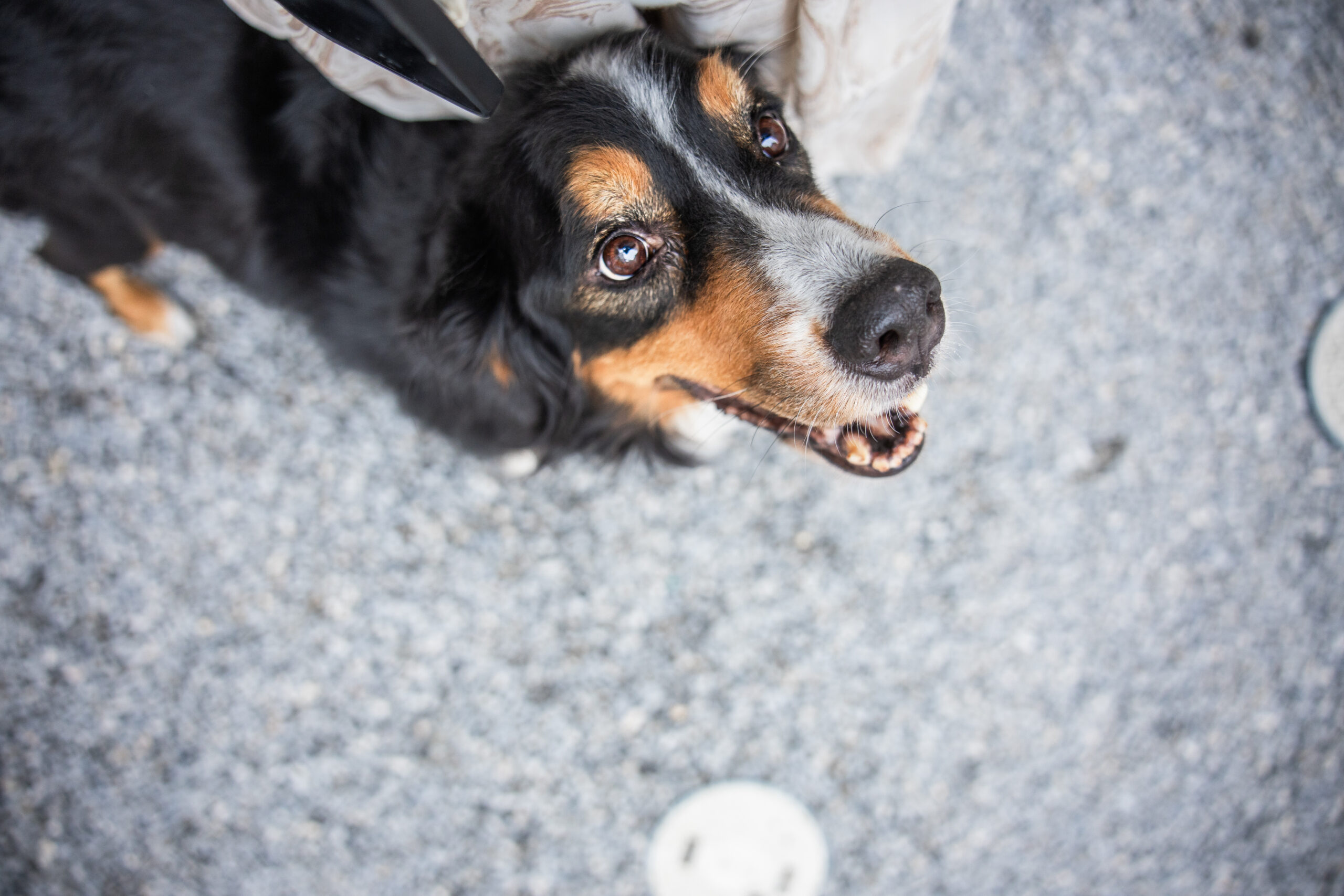 バーニーズ・マウンテン・ドッグ｜犬猫うさぎ専門動物病院｜埼玉県久喜市・蓮田市・白岡市・幸手市・加須市・杉戸町・宮代町・上尾市・桶川市・北本市・鴻巣市・伊奈町・春日部市・さいたま市エリア