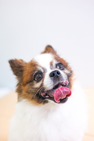 春｜犬猫うさぎ専門動物病院｜埼玉県久喜市・蓮田市・白岡市・幸手市・加須市・杉戸町・宮代町・上尾市・桶川市・北本市・鴻巣市・伊奈町・春日部市・さいたま市エリア | 埼玉県久喜市・蓮田市・白岡市・幸手市・加須市・杉戸町・宮代町・上尾市・桶川市・北本市・鴻巣市・伊奈町・春日部市・さいたま市エリア